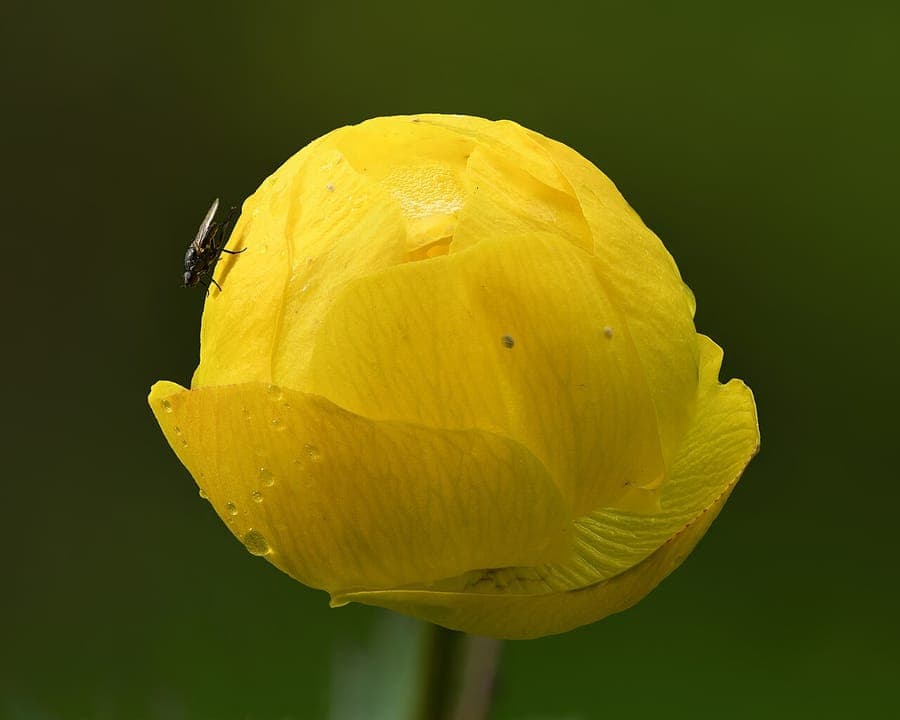 European globeflowers with yellow spherical blooms