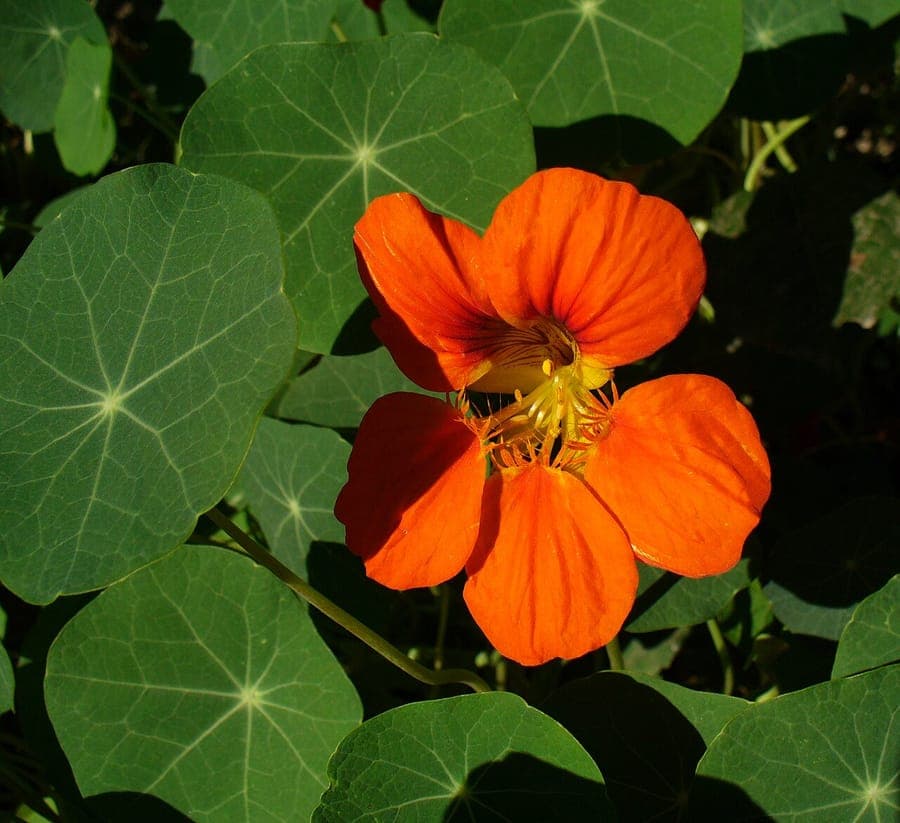 Nasturtium flowers in bright orange-red tones
