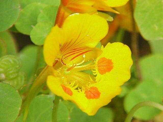 Rote und orange Blüten der Zwerg-Kapuzinerkresse