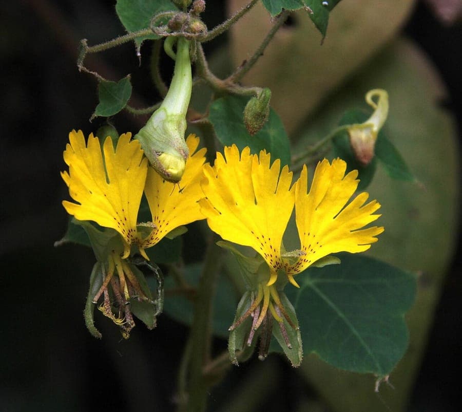 Capucine des Canaris avec des fleurs jaunes en forme d'oiseau en pleine floraison
