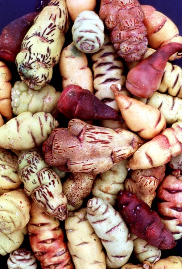 Tropaeolum tuberosum zeigt rote und gelbe Blüten