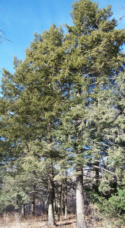 Eastern hemlock (Tsuga canadensis) with delicate fine needles