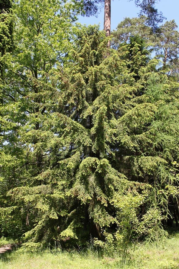 Carolina hemlock with fine needles and elegant form