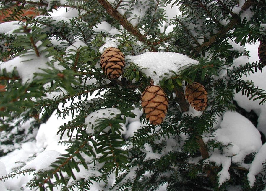 Japanese hemlock with fine needles and pyramidal form