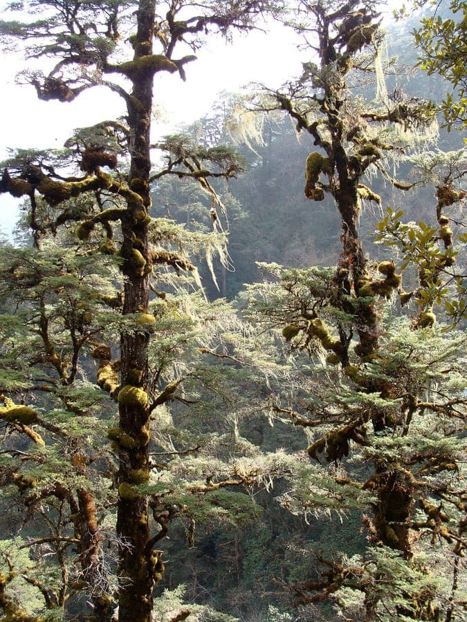 Tsuga dumosa Nadelbuam mit haengenden Aesten in Winterlandschaft