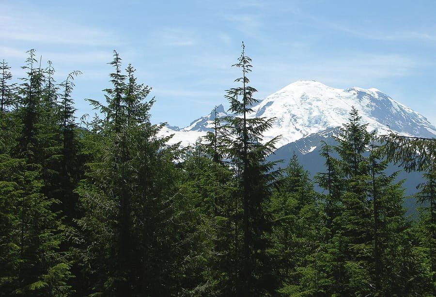 Western hemlock (Tsuga heterophylla) showing elegant drooping foliage