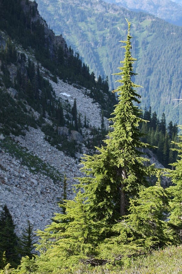 Pruche de Mertens dans son habitat alpin naturel