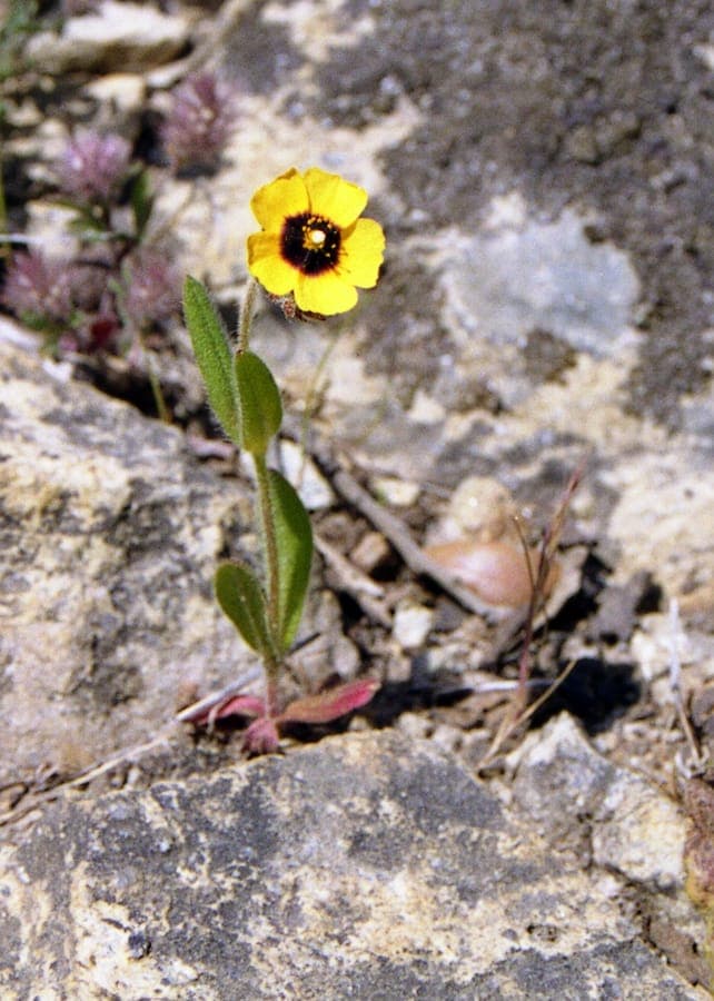 Helianthemum tacheté avec ses fleurs jaunes distinctives