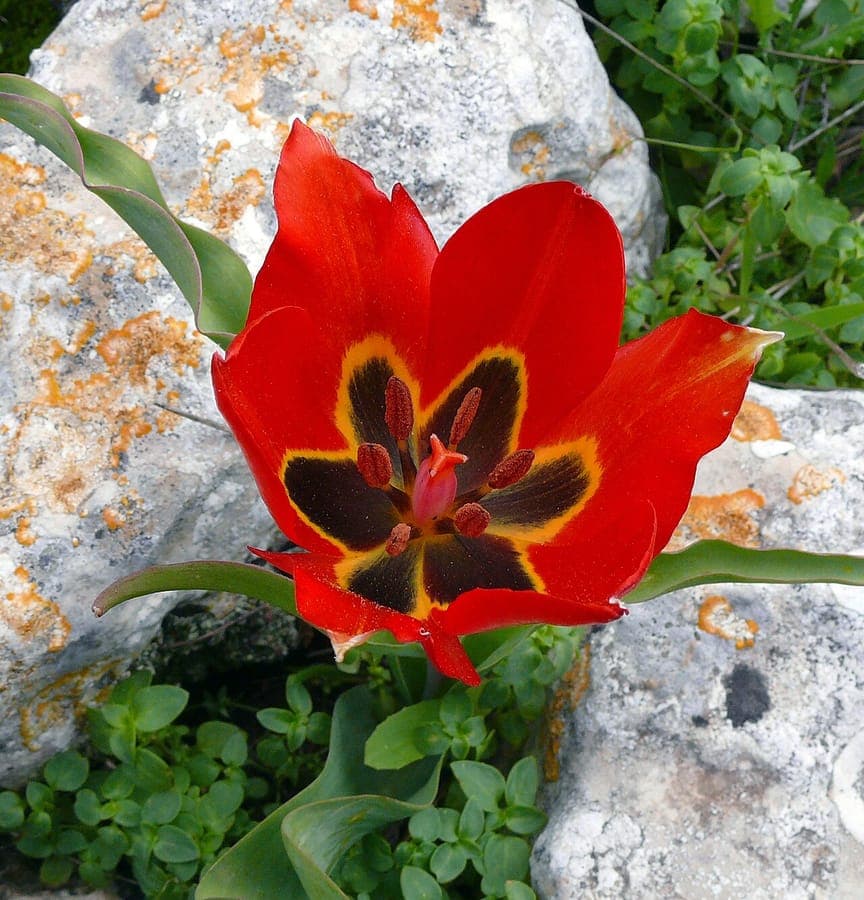 Dark red-black Tulipa agenensis flower with pointed petals