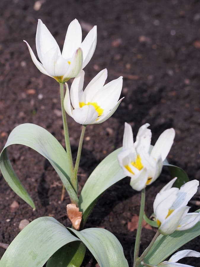 Delicate white and yellow flowers of Tulipa biflora with characteristic two-flower inflorescence