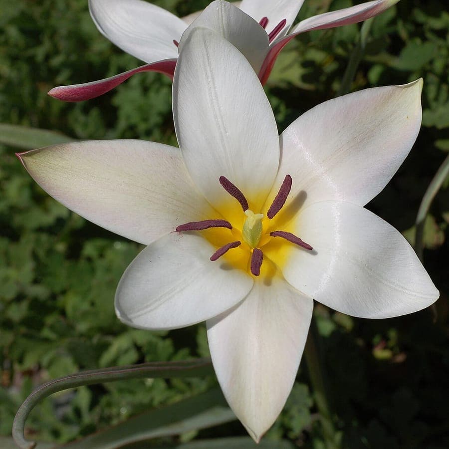 White and reddish blooms of Tulipa clusiana in a sunny rock garden