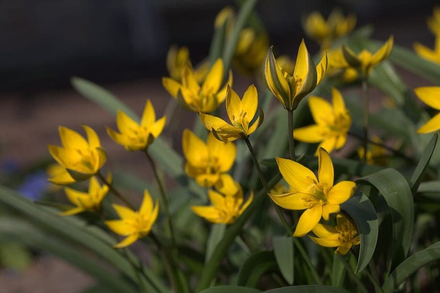Kleine tulipa dasystemon bloem met geelwitte petalen in klassieke tulpenvorm