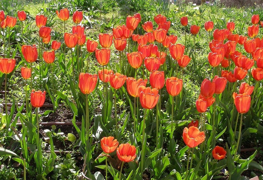 Kleurrijke tulpen in volle bloei in een strak voorjaarsbed met rode, gele en roze varieteiten