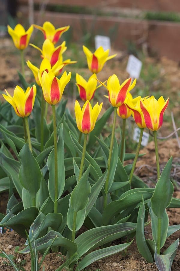 Kaufmann's Tulp in volle bloei op een zonnig grasveld met lichtgroene bladeren en sterachtig geopende bloemen