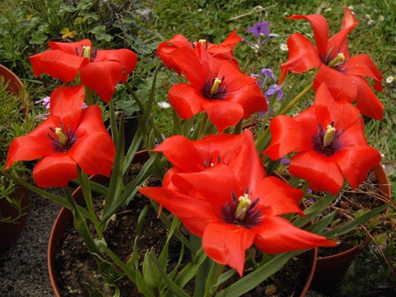 Tulipa linifolia zeigt leuchtend rote Blüten mit schmalen Grasblättern