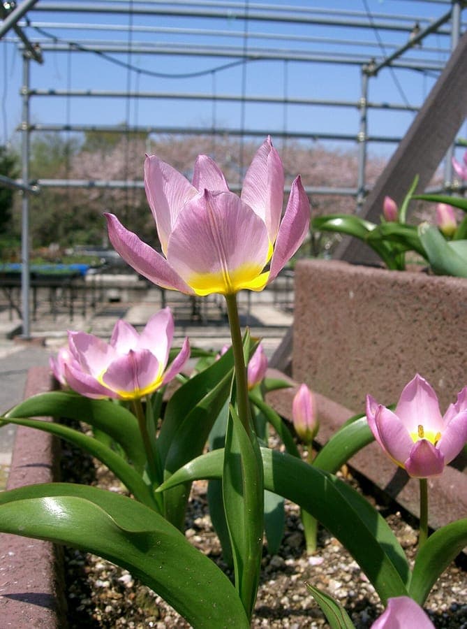 Tulipe de Crete aux fleurs rose pale et jaune sur les roches