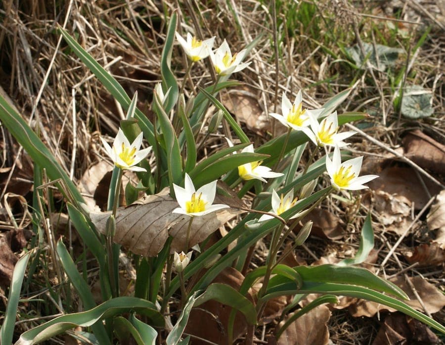 Tulipa turkestanica with white flowers