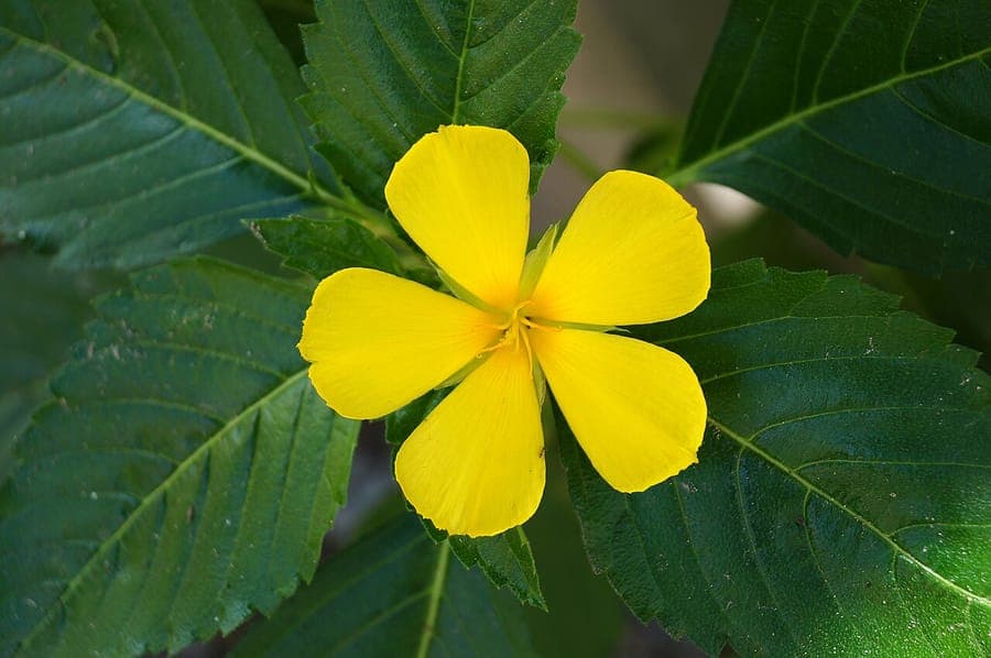 Yellow Turnera ulmifolia flower with red stamens