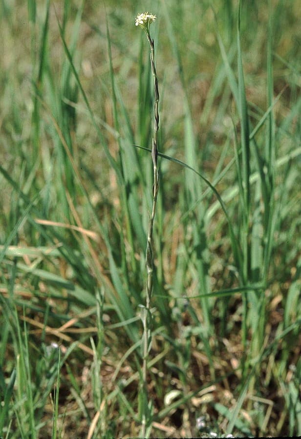 Tower mustard plant met verticale bloempluis