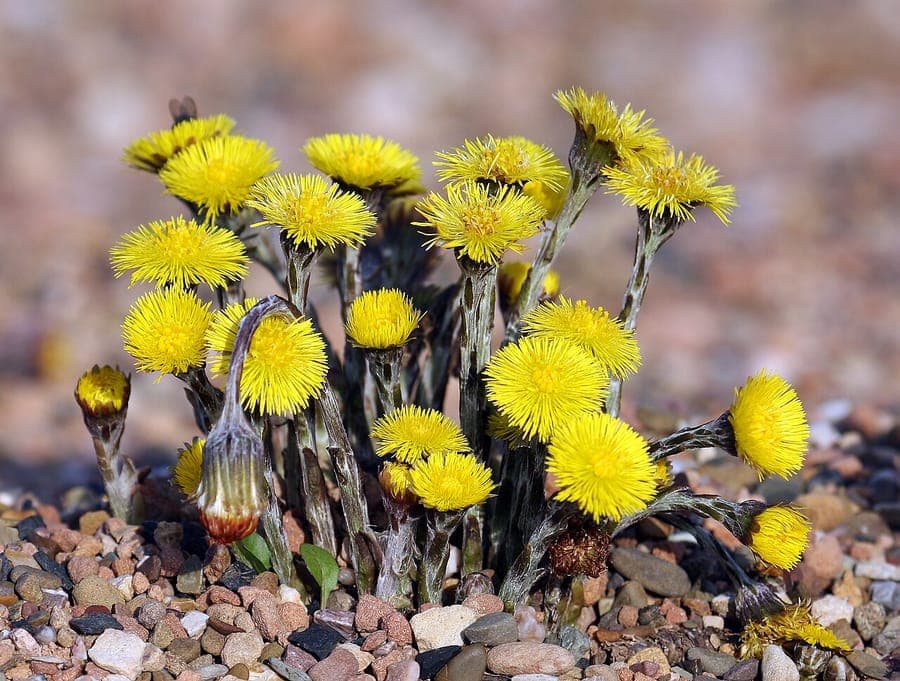 Tussilago farfara met gele bloempluisjes