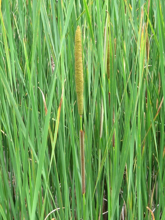 Typha angustifolia with brown cylindrical flower spikes