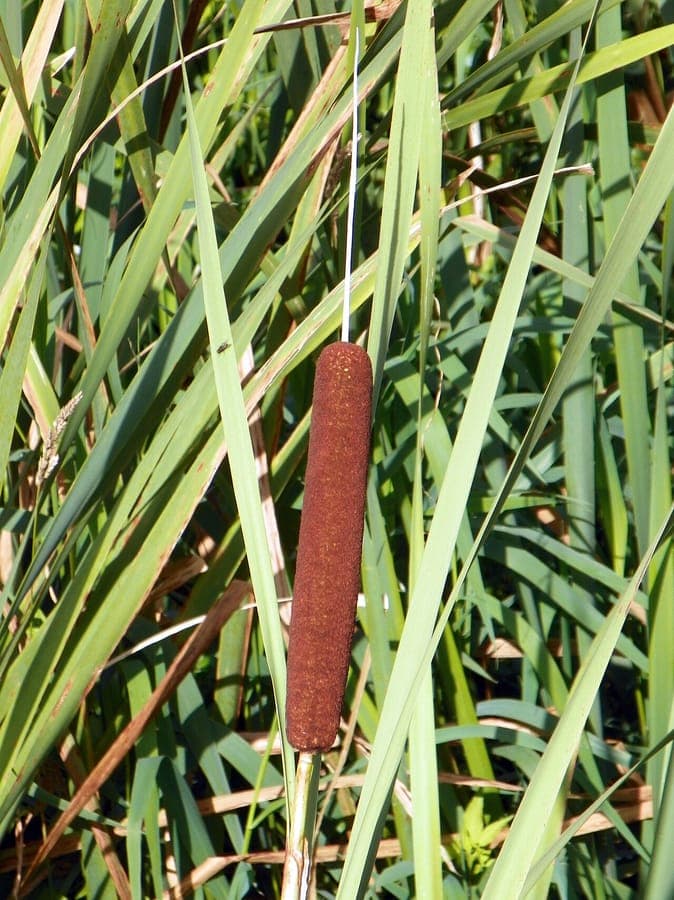 Typha latifolia with broad leaves and thick brown flower spikes