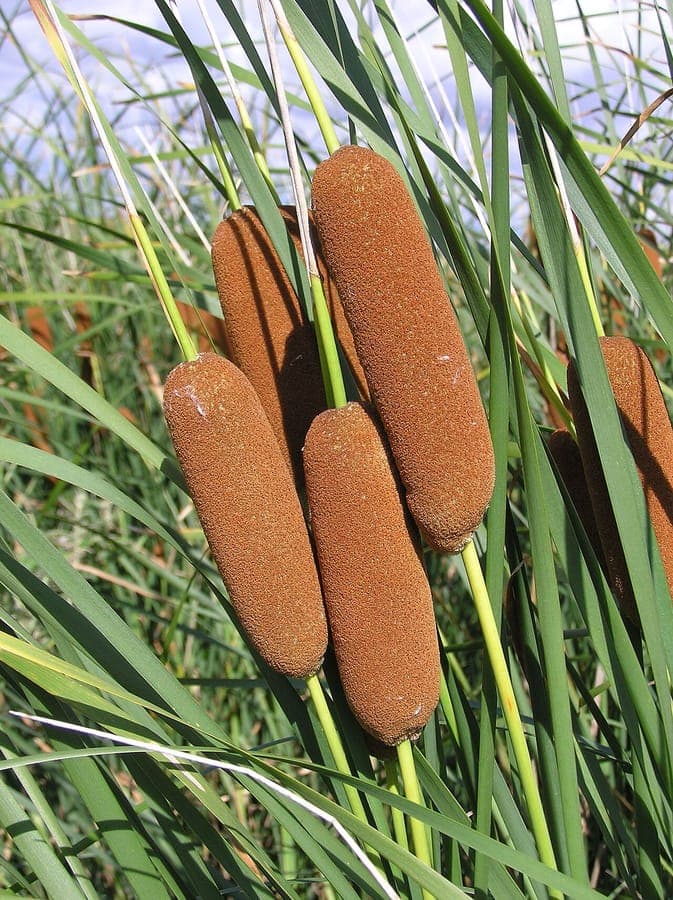 Laxmann-rietkolom met karakteristieke bruine bloemkopjes