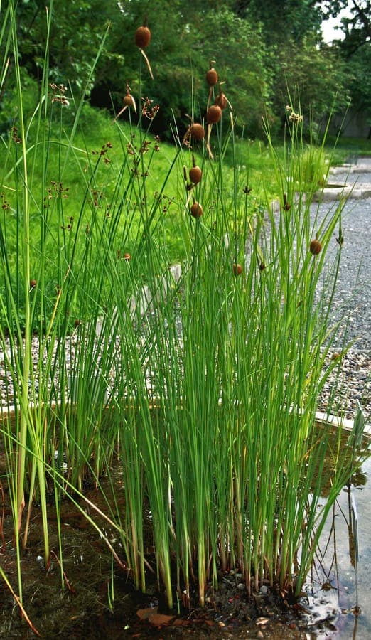 Zwerg-Rohrkolben mit charakteristischen braunen Fruchtkolben im Wasser