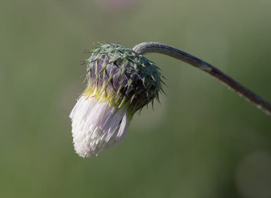 Chardon à taches blanches avec fleurs pourpres et feuilles tachées de blanc