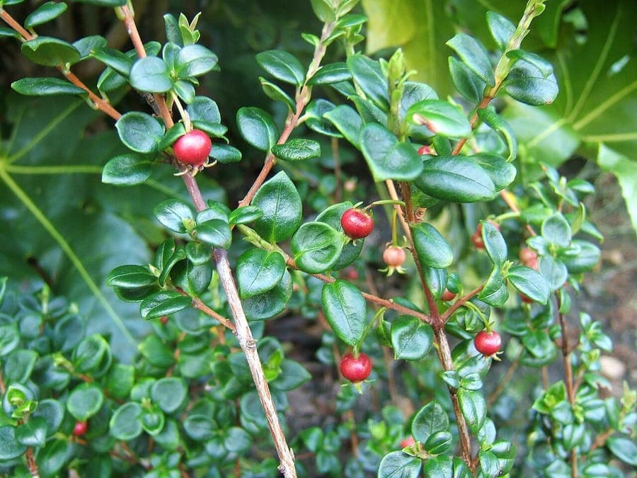 Red guava-like fruits of Ugni molinae on green leaves