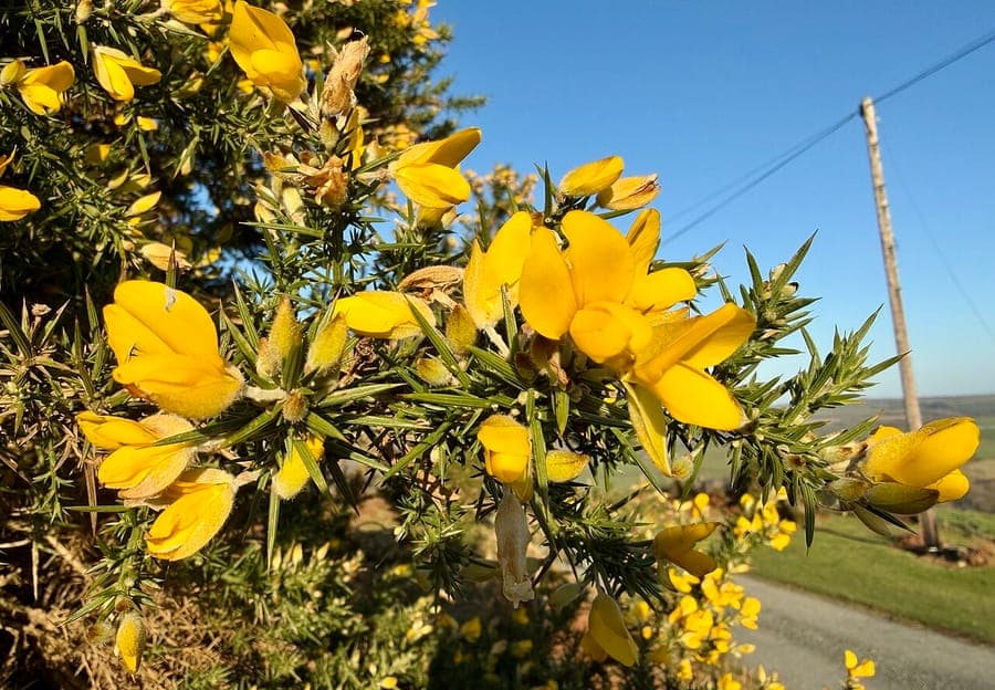 European gorse with golden yellow flowers and green spiny foliage