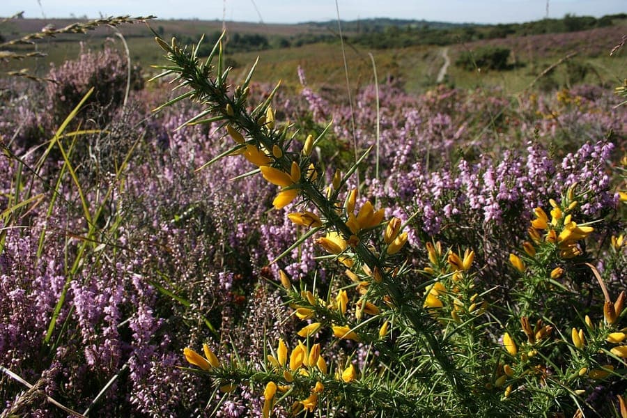 Fleurs jaunes d'Ulex gallii avec branche epineuse