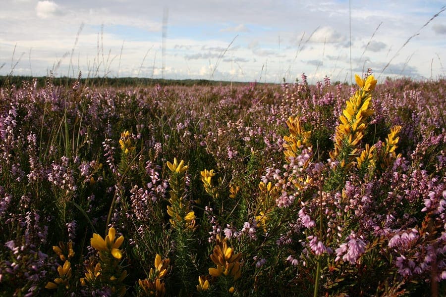 Zwerggaspeldorn mit leuchtend gelben Blüten in voller Blüte