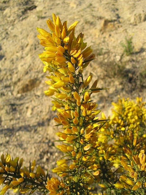 Ulex parviflorus shrub with golden yellow flowers and spines in dry landscape