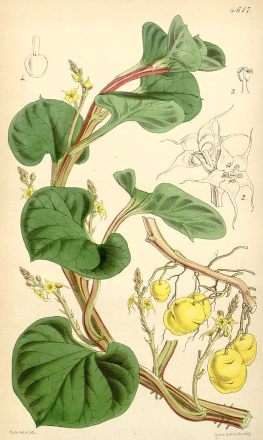 Plante olluco avec tubercules comestibles colores