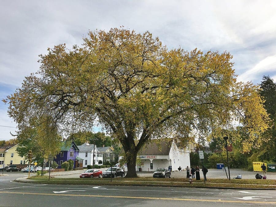 Ivory-tinted foliage of Ulmus americana tree in summer season
