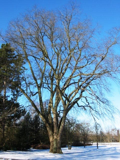 Orme blanc avec grand couvert forestier et structure de branches