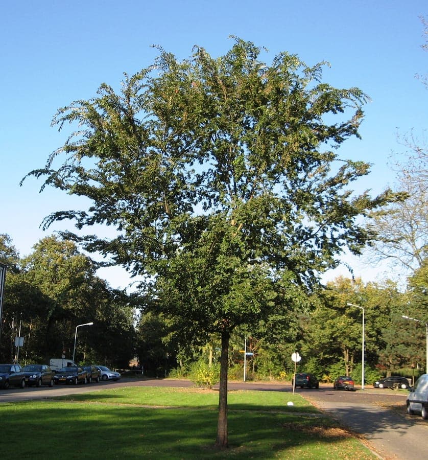 Fine foliage of Chinese elm with colored exfoliating bark