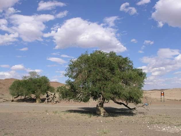 Siberian elm displaying fine, light green foliage in summer dress