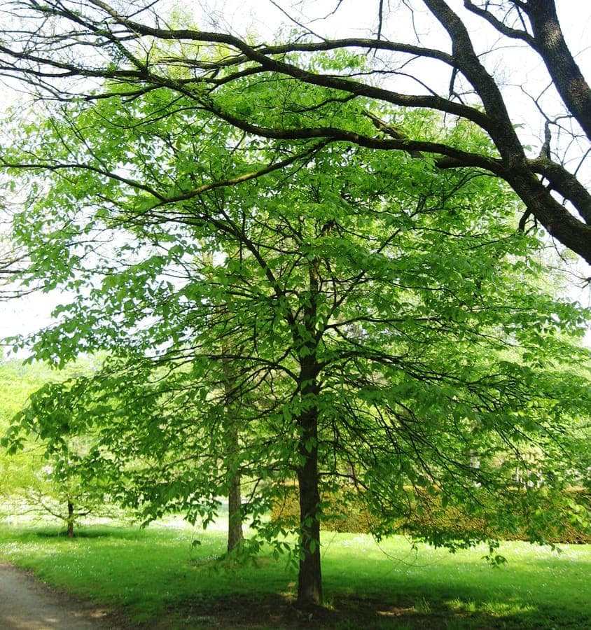 Ulmus thomasii tree with gray bark and green foliage
