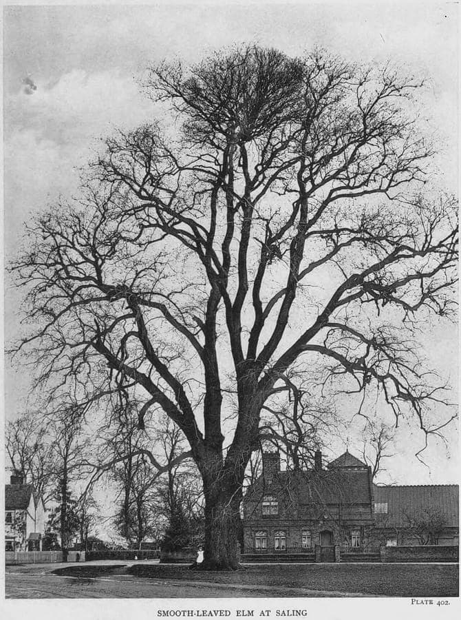 Hollandsche Ulme (Ulmus x hollandica) mit breiter Krone in einer Parkanlage
