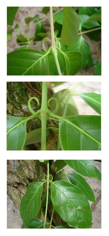 Cat's claw leaves