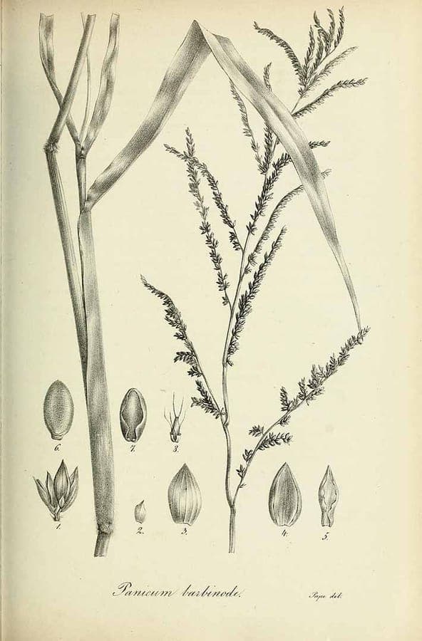 Urochloa mutica, paragras, brede groene bladeren van dichtbij