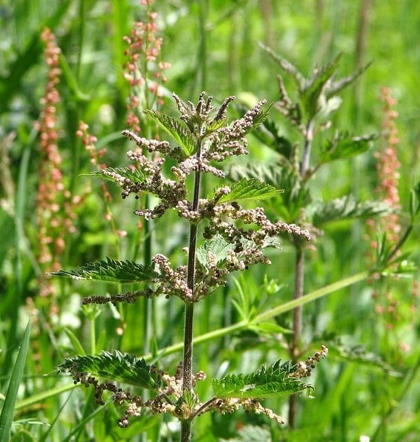 Common nettle plant with stems and leaves