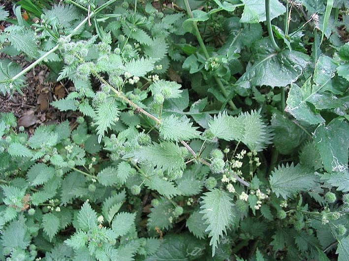 Roman nettle plant with characteristic ball-shaped seed heads