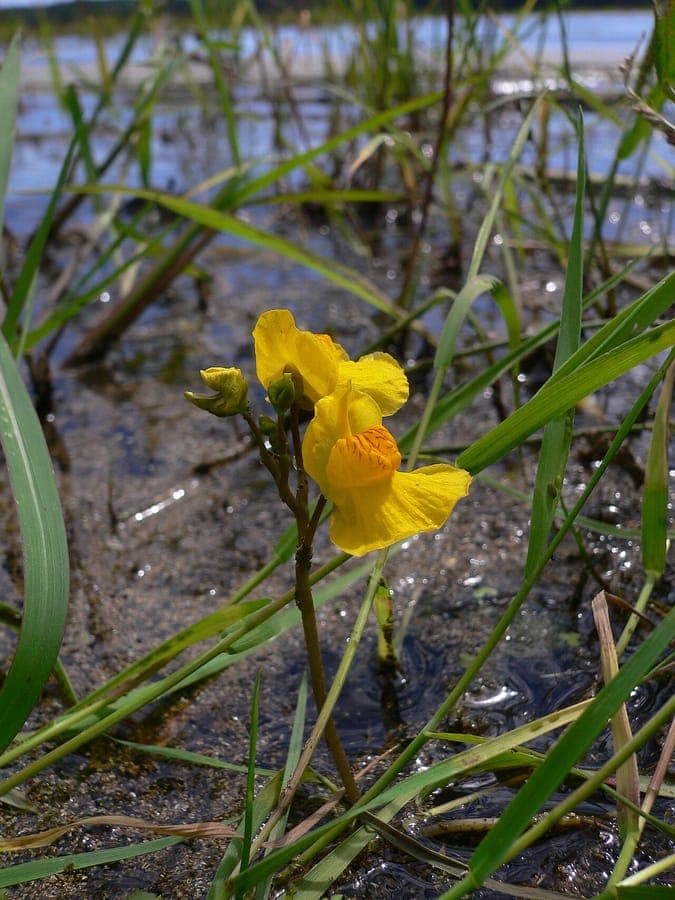 Gele bloemen van Bladderwort plant