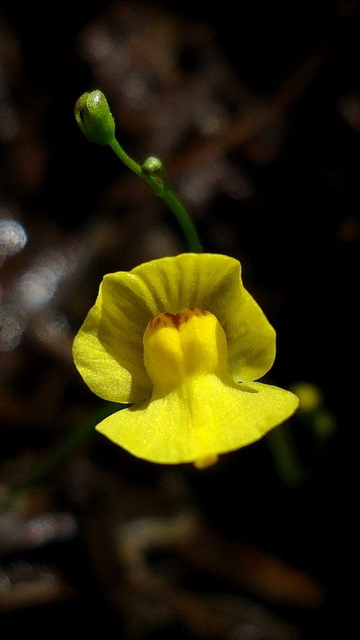 Utriculaire gibba avec fleurs jaunes