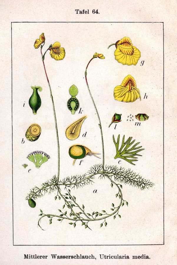 Utriculaire avec pieges a vesicules caracteristiques transparentes