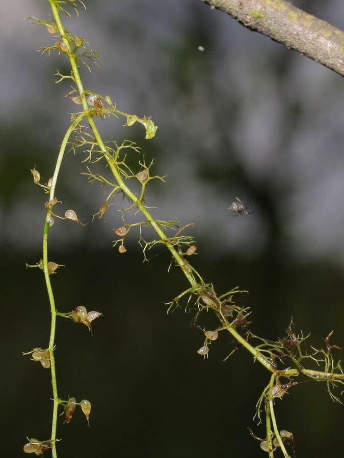 Lesser bladderwort with delicate yellow flowers and underwater foliage