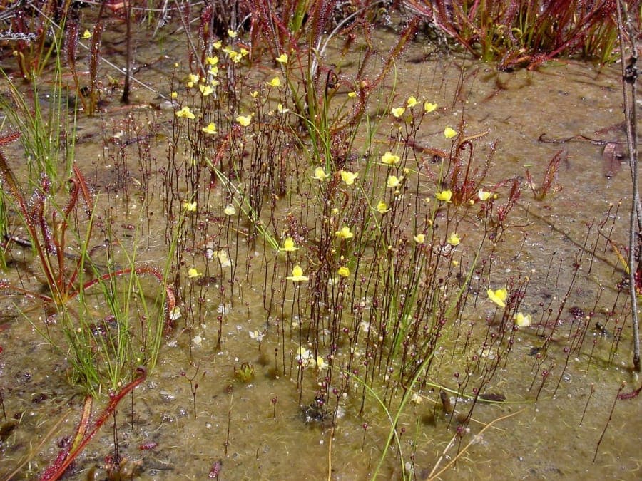 Zigzag bladderwort met kleine gele bloemen en vangtrapjes